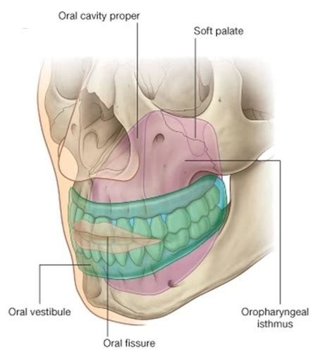 Orofacial Anatomy - Test 1 Review Flashcards | Quizlet