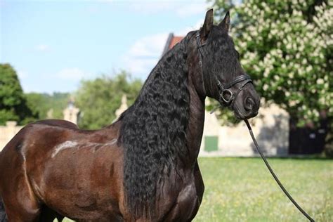 Friesian horses are a rare and beautiful breed. Gentle and elegant ...