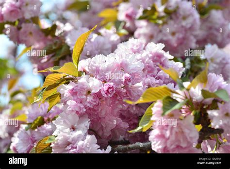 Japanese cherry blossoms Kyushu cherry blossoms Stock Photo - Alamy