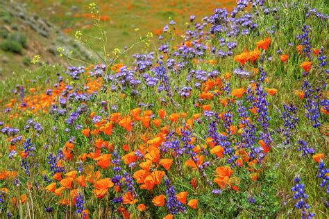 California Superbloom Wildflowers Photograph by Lynn Bauer - Pixels