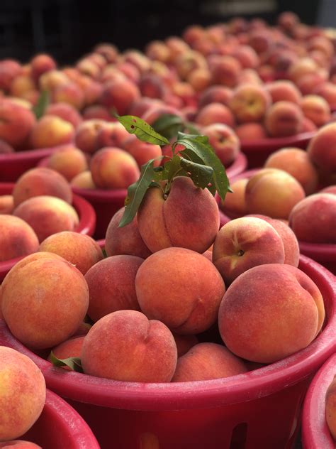 Bennett Orchards - Bennett Peach Varieties