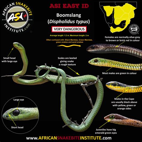 Snake Comparison - Spotted Bush Snake vs Boomslang - African Snakebite Institute