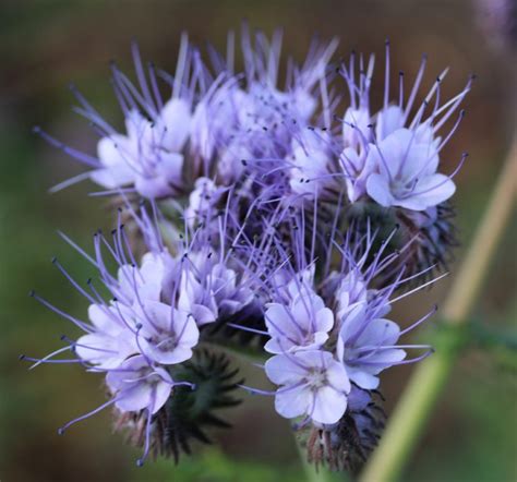 Phacelia tanacetifolia. Tansey-leaved Phacelia. | Flora, Boraginaceae