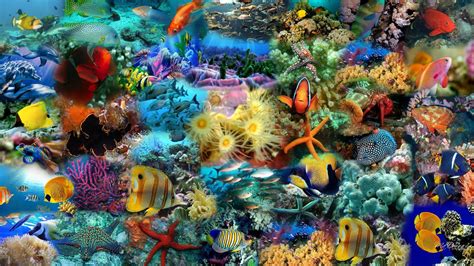 Sea Fish Wallpapers - Top Free Sea Fish Backgrounds - WallpaperAccess