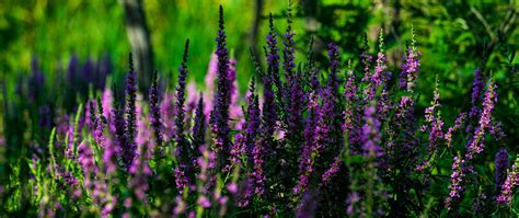 Download wallpaper 2560x1080 lavender, inflorescences, flowers, blur ...