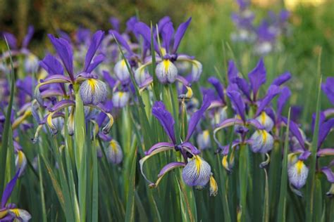 Iris Spuria (Blue Iris)