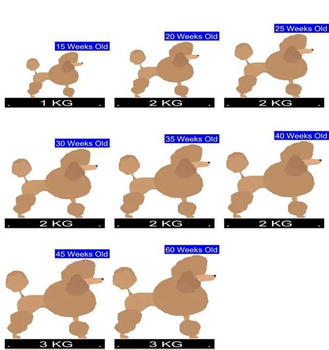 Toy Poodle Weight Chart Kg at Timothy Broadhurst blog