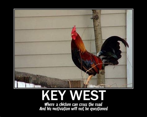 Key West Chickens | Cayobo | Flickr