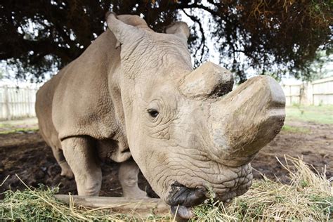 The Last Male Northern White Rhino Has Died, Spelling Probable ...