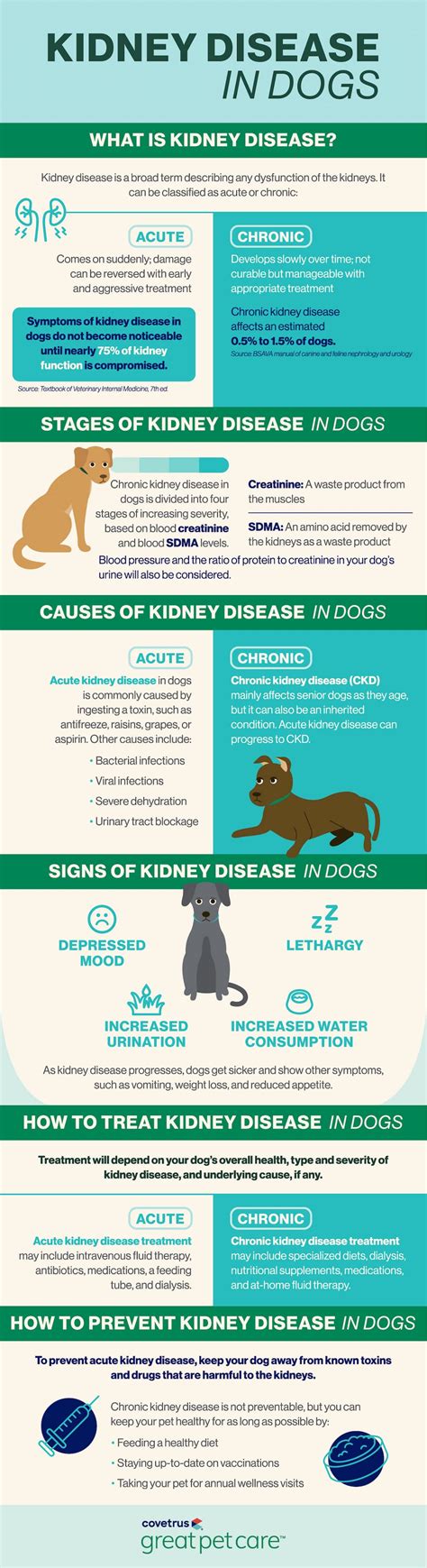 Kidney Disease in Dogs | Great Pet Care