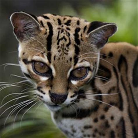 17+ best images about *** OCELOT + MARGAY *** on Pinterest | Terry o ...