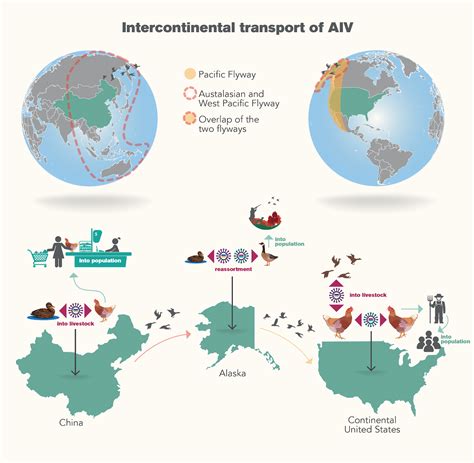 ASU researcher evaluates impact of climate change on avian flu | ASU News