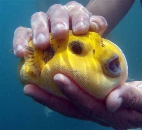 37 best PUFFER FISH images on Pinterest | Marine life, Ocean life and ...