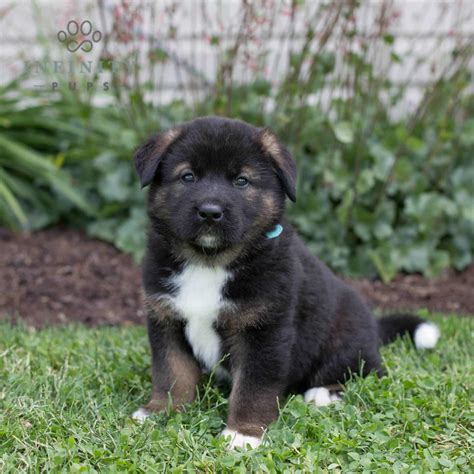 Akita Puppies For Sale • Adopt Your Puppy Today • Infinity Pups