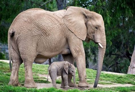 Pictures of Mother Animal Teaching Their Baby