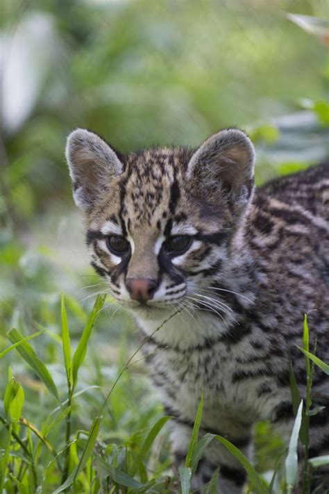 137 best images about *** OCELOT + MARGAY *** on Pinterest | Terry o'quinn, Pets and Rainforests