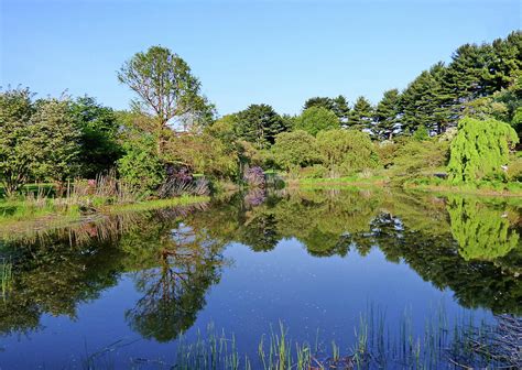 Spring Reflections at the Arnold Arboretum Photograph by Lyuba Filatova