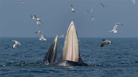 Watch footage of 1,000 baleen whales in record-breaking feeding frenzy ...