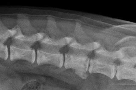 A case of spondylitis in a young dog - VetPixel clinical case