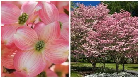 21 Different Types of Dogwood Trees & Their Identifying Features