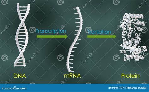 Protein Synthesis Steps, the Transcription and the Translation, in 3D ...