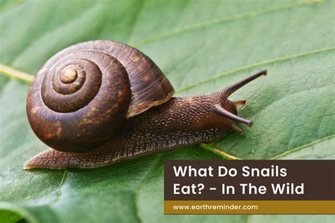 What Do Snails Eat? - In The Wild | Earth Reminder