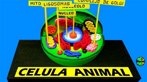 Como hacer una MAQUETA CELULA ANIMAL | Maquetas de celulas, Célula ...