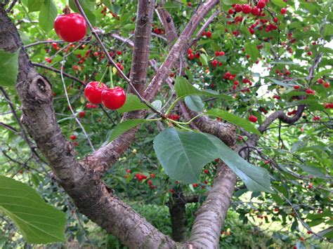 sweet sour cherries of July - the life I picked