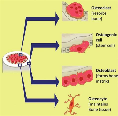 Development of bone precursor cells. Bone precursor cells are divided... | Download Scientific ...