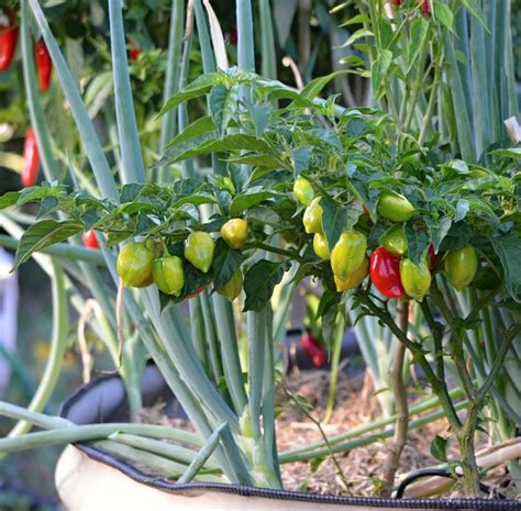 Container Gardening Seeds | Prairie Seed Shop Canada