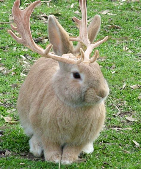 Jackalopes are rabbit/deer hybrids from folklore. Folklores about these ...