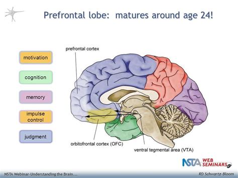 Pin on CNS: Brain