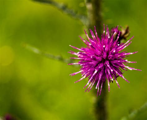 thistle | TB 5161 | Flickr