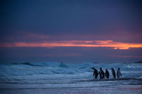 King Penguins at Sunrise | King penguin, Sunrise, Penguins