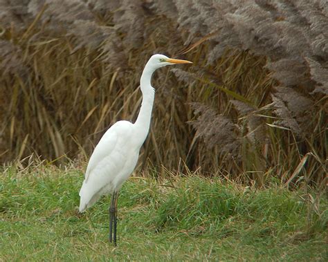 CAMBRIDGESHIRE BIRD CLUB GALLERY: Great White Egret