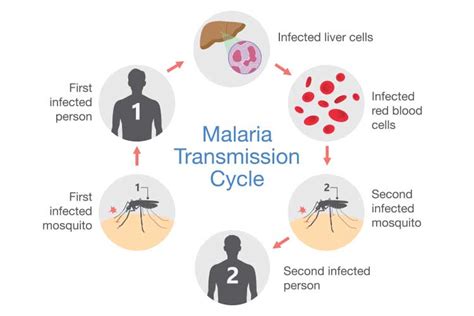 The Progression of Malaria into Cerebral Malaria - Health Emergency Initiative