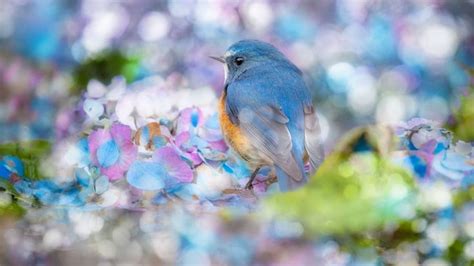 Desktop Wallpaper Bluebird, Bokeh, Cute, Hd Image, Picture, Background ...