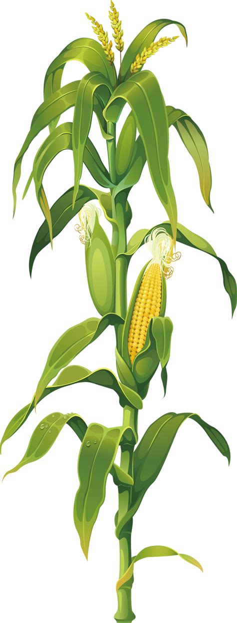Corn Plant Sketch