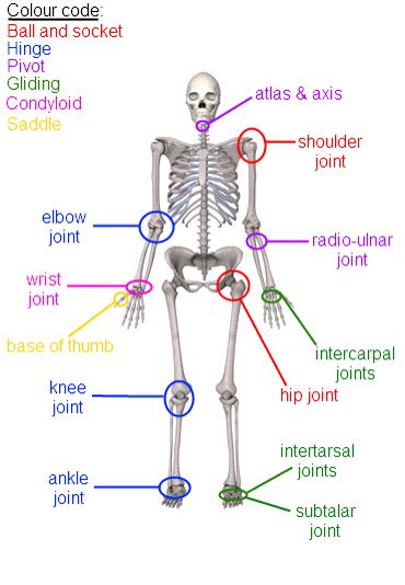 Level 2 Exercise and Fitness Knowledge (4:Joints) - Amac Training