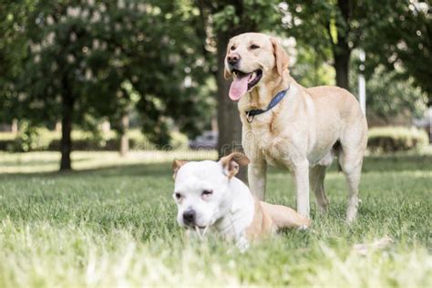 Happy Dog Friends Playing in the Park Stock Photo - Image of emotion, lying: 216804538