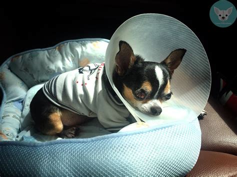 Seizures in Chihuahuas | Latest Chihuahua News, Tips & Vibrant ...