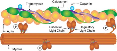 Smooth muscle myosin thick filament composed of myosin heavy chains and ...