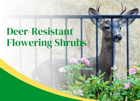 Deer-Resistant Flowering Shrubs - BackyardPatioLife