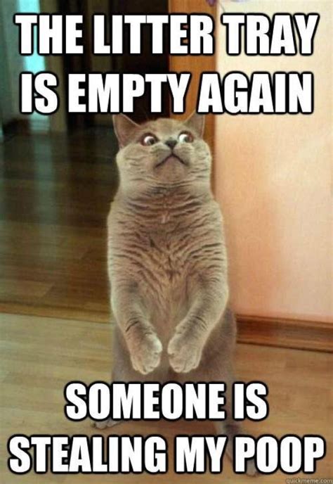 Haha this is what I think my cats think when I change the litter box. | Funny cat photos, Funny ...