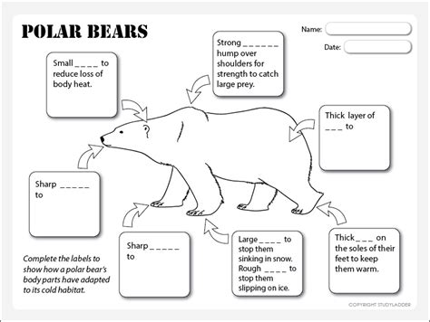 Polar Bear Features - Studyladder Interactive Learning Games