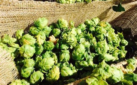 In season: Hops are for cooking as well as brewing | Herb recipes ...