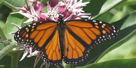 Monarch Butterfly | National Wildlife Federation