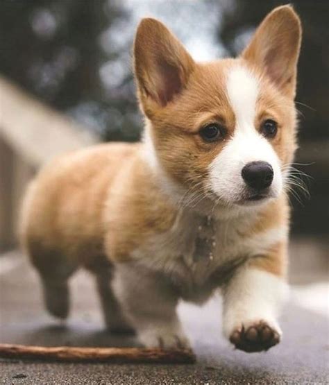 Corgi Puppies | [+] CUTE PUPPIES