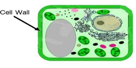 Cell Wall in Plant Cell - QS Study