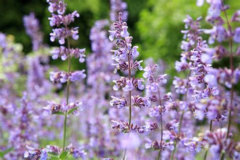 What’s the Difference Between Catmint and Catnip?